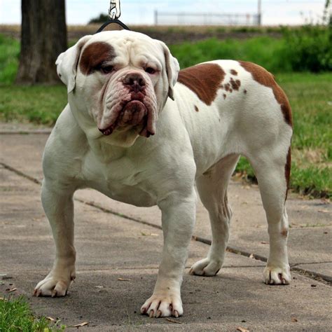 old english american bulldog.